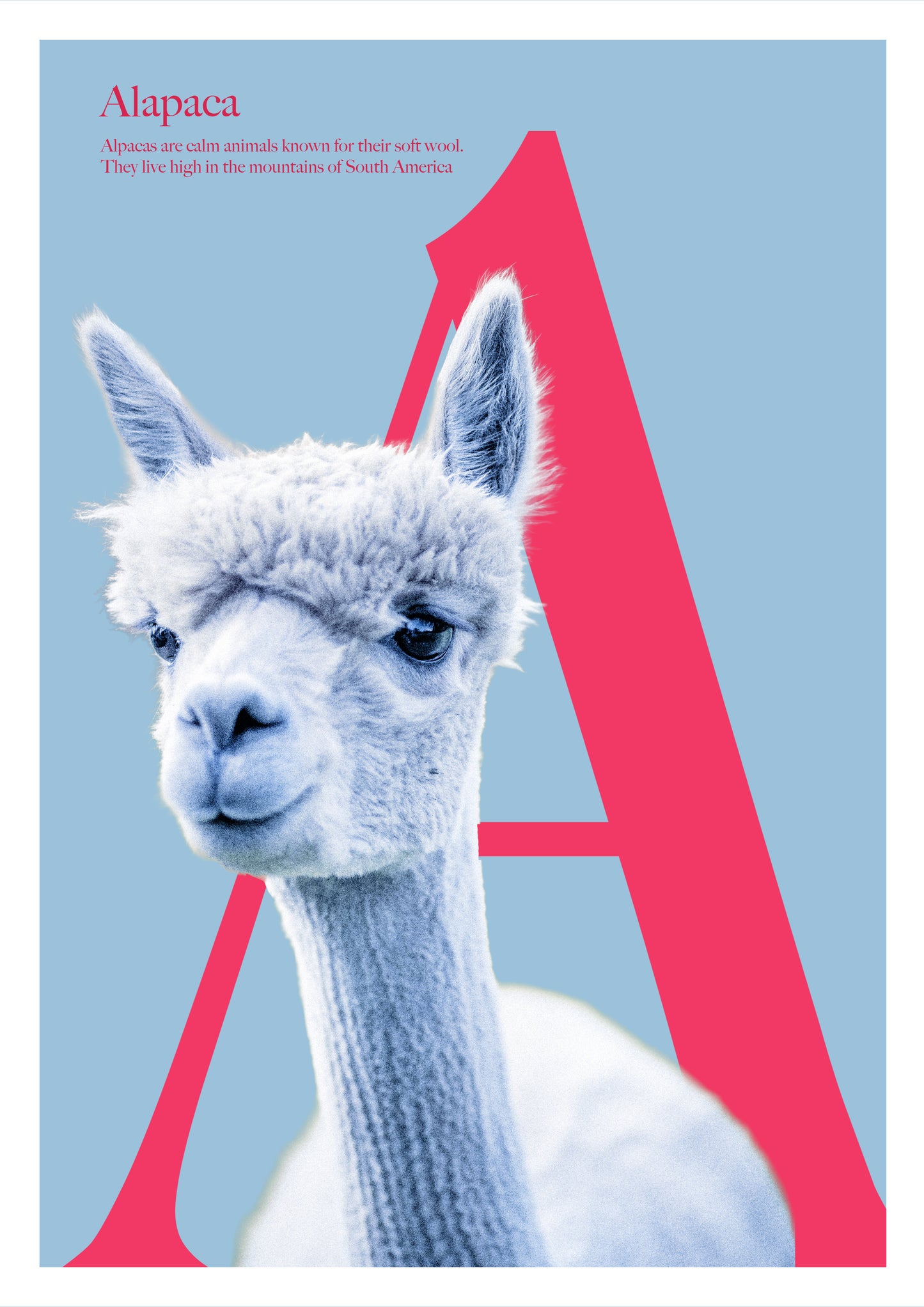 Alphabet Poster