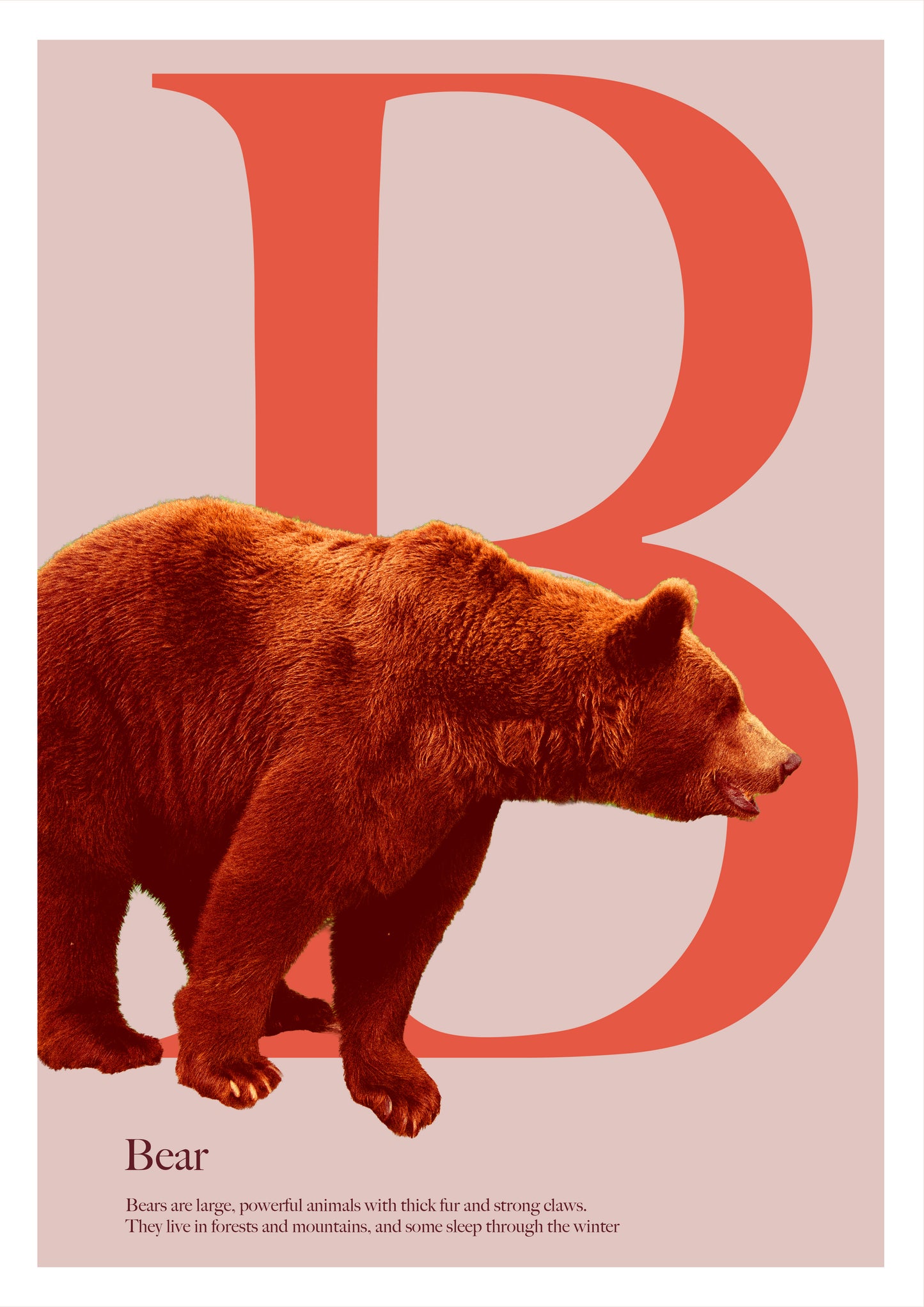 Alphabet Poster
