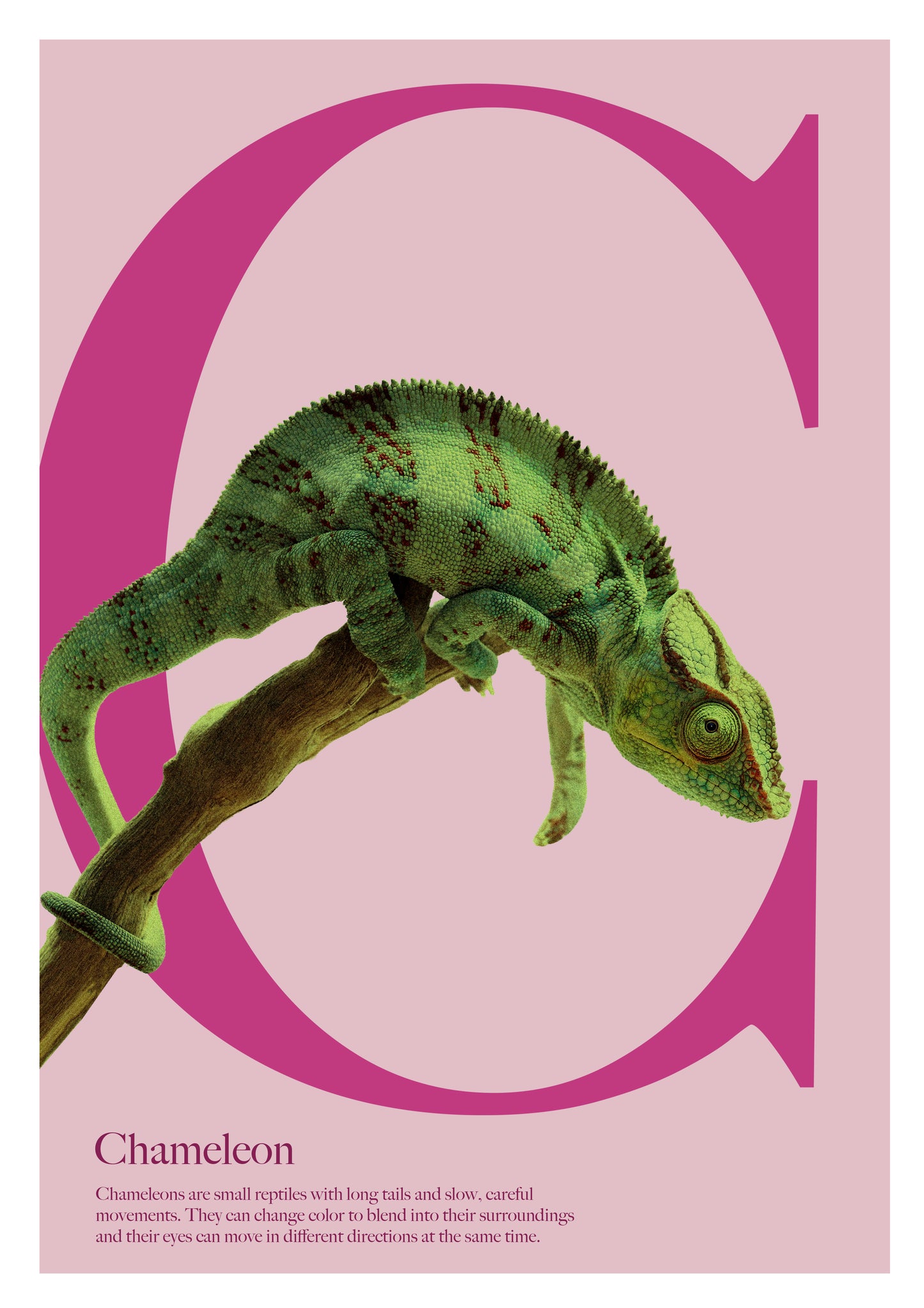 Alphabet Poster