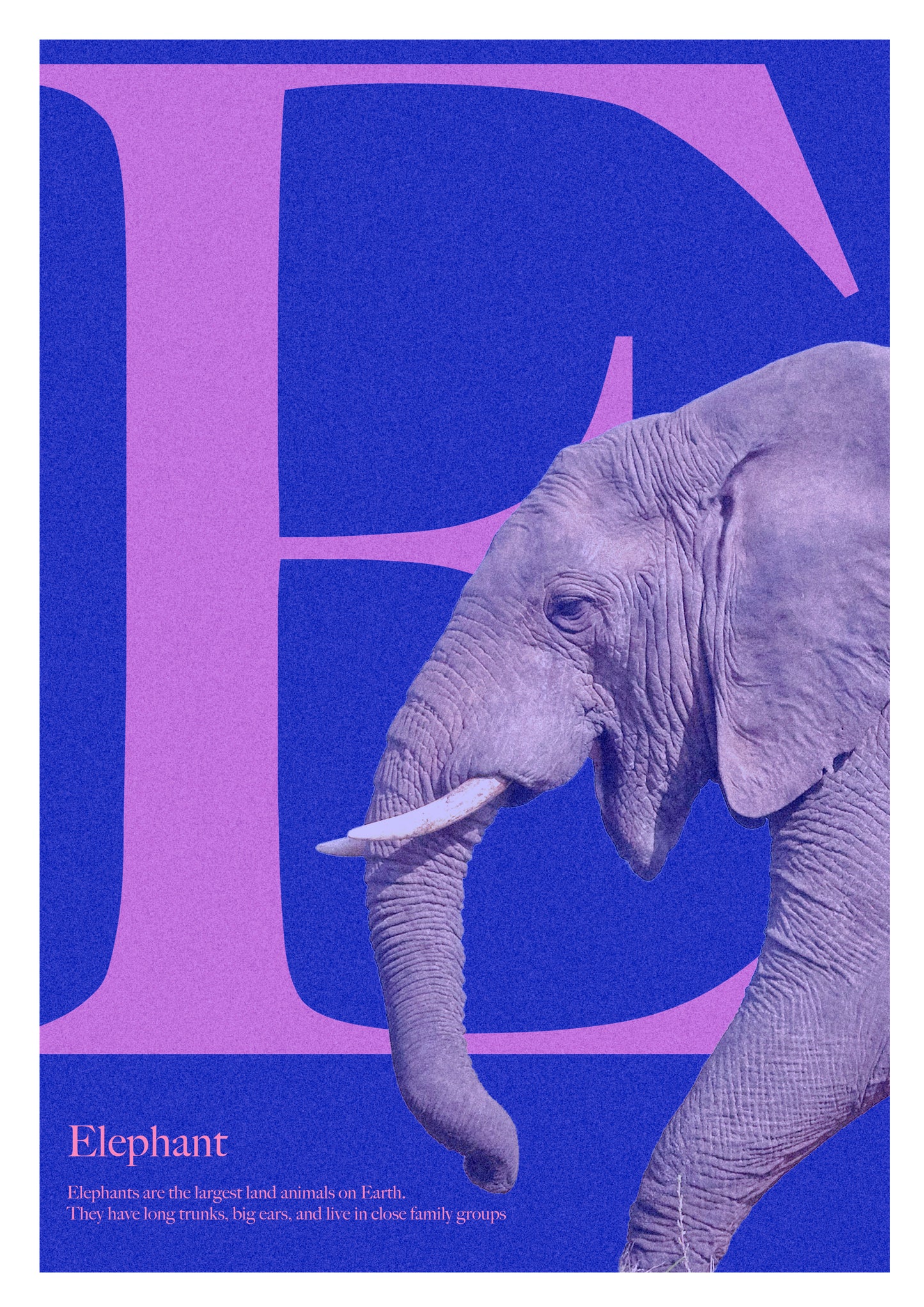 Alphabet Poster
