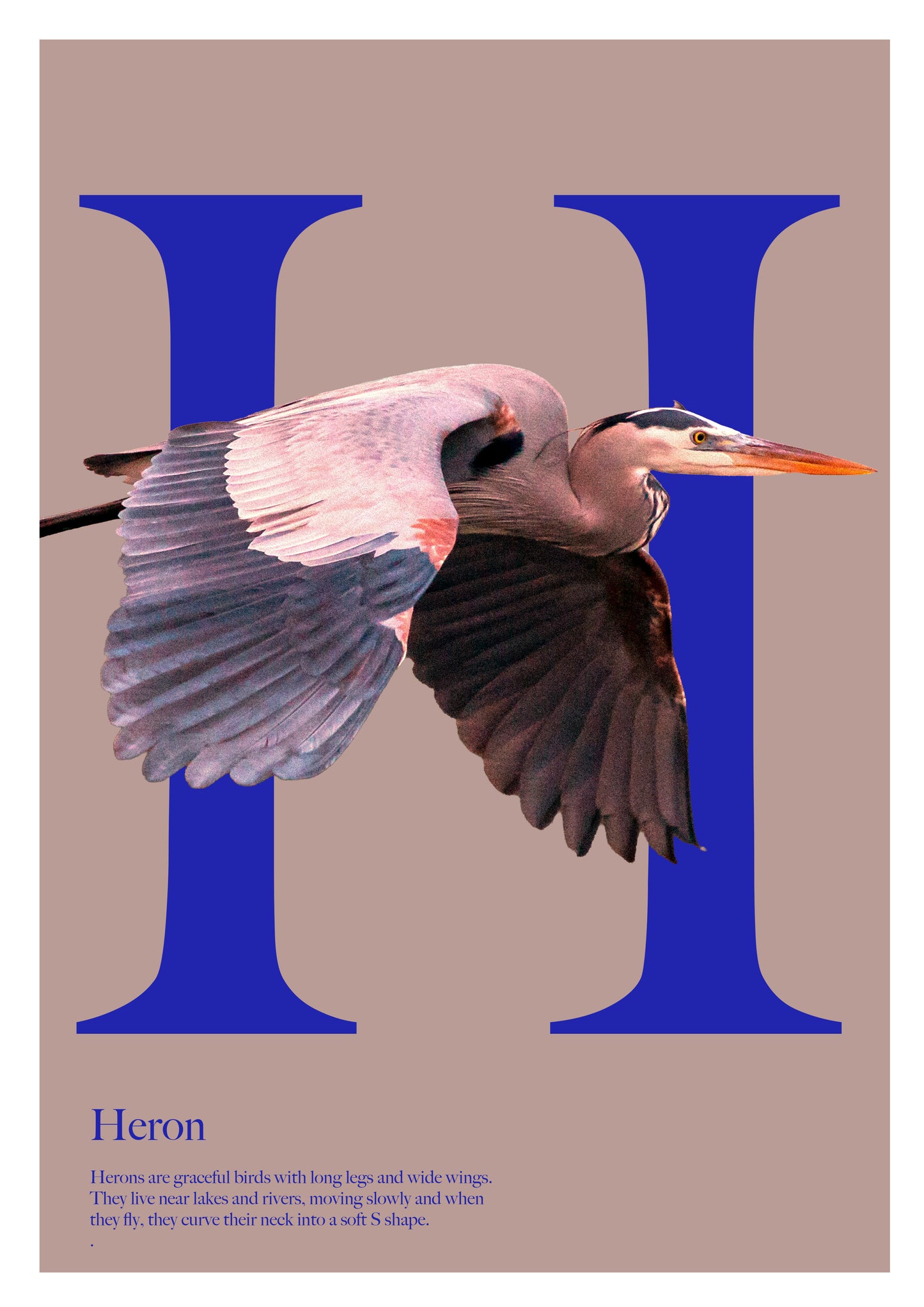Alphabet Poster