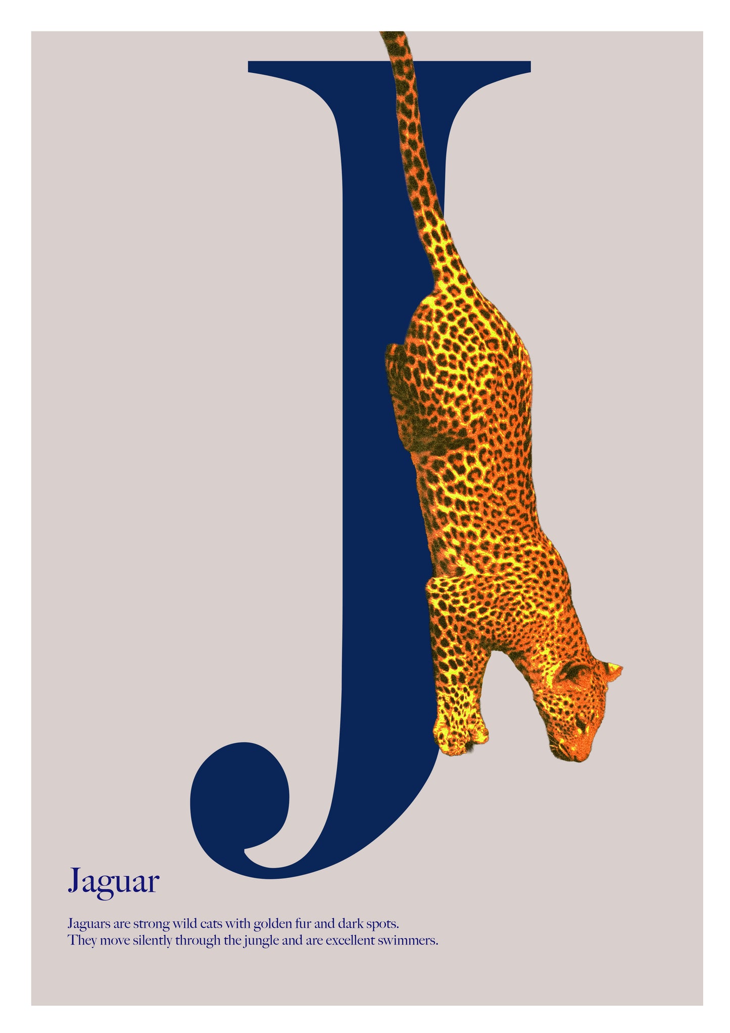 Alphabet Poster