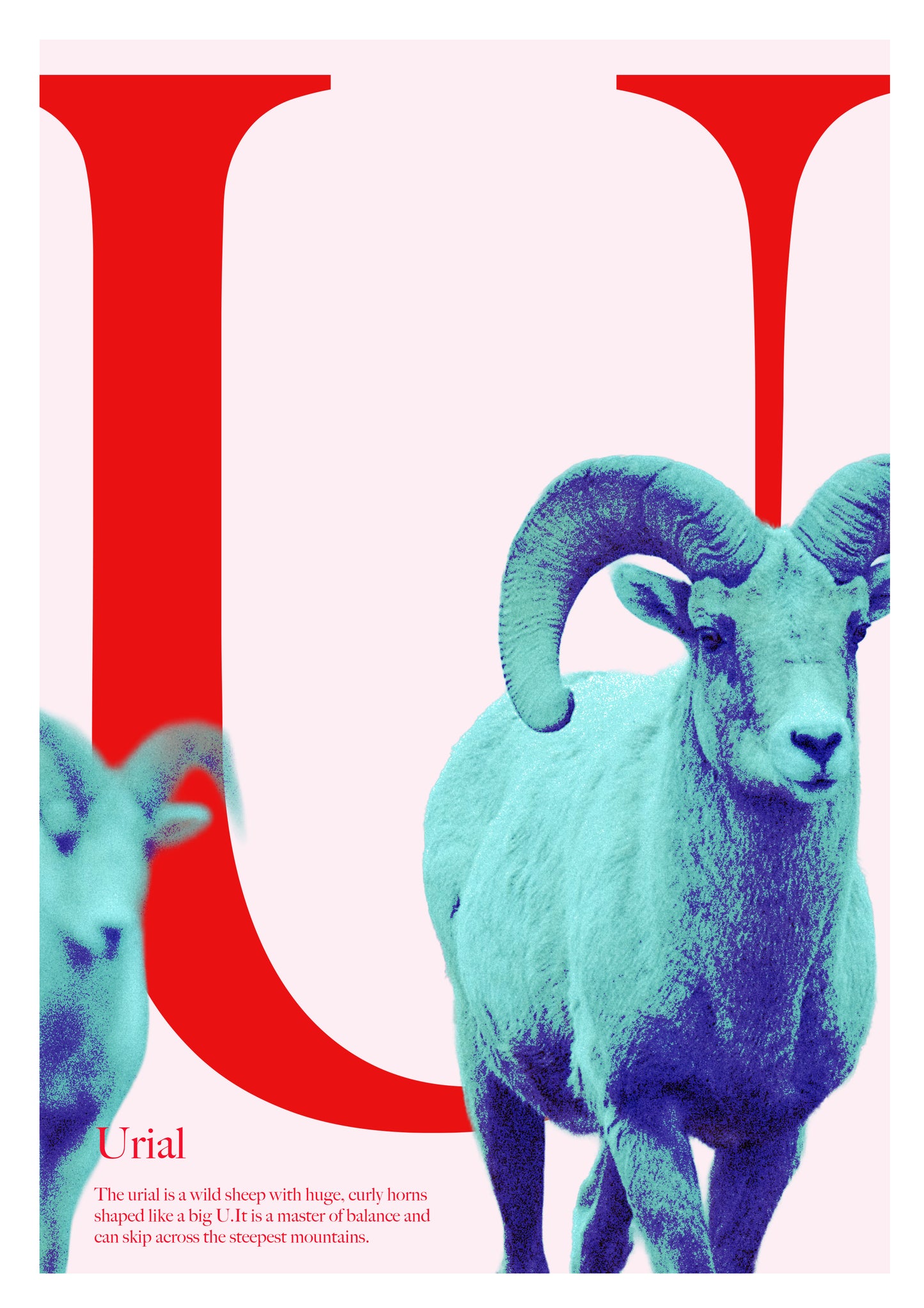 Alphabet Poster
