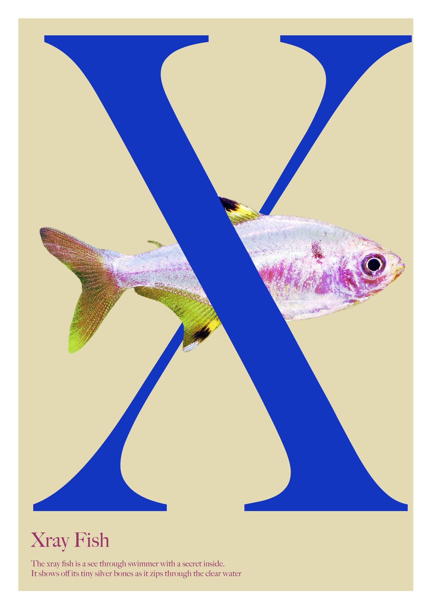Alphabet Poster